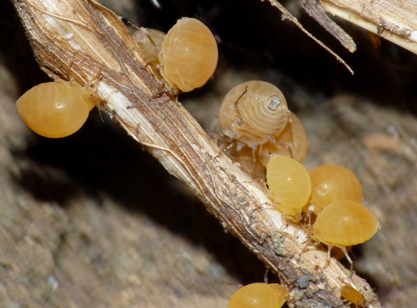 Forda cfr marginata ospiti di Camponotus aethiops